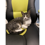 gaming cat cool cat