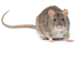 The backup rats