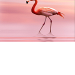 fan club: Flamingo