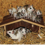 Little Rats in a Big World
