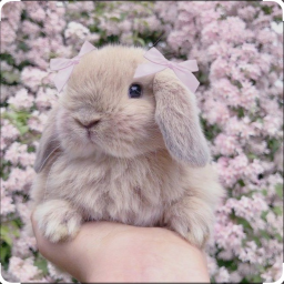 🎀🎀🎀