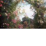 the magical garden!