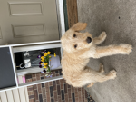 Cboi