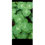 Clover for life studios