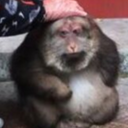 MONKEY CENTER