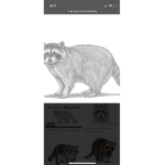 Ragin’ Raccoons