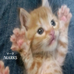/marks