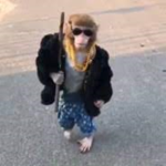 The Drip Monke Squad