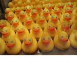 _-The Duck Cult-_