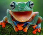 za epic froggos :D