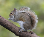 Cool Squirrel Group Hi