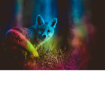 Raimbow fox