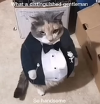 Fat Cats Club__