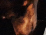 RockDogRoquinho
