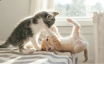 I lava cats :D