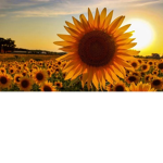 Sun Army Group