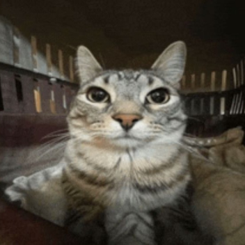 MEME SILLY CAT OBBY HARD!!!