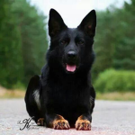 Roblox dog