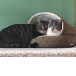 BlearCat