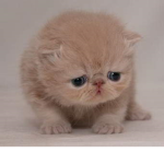 Favorite Kitty