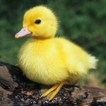 !!DUCK ROIT!!