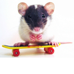 Da Tiny Rats:)