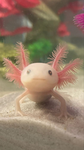 AxolotlB Studios