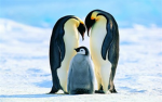 Penguin Army2