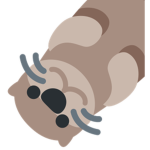 Shirt Store | Otter Brigade