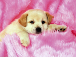 Puppy Squad <3