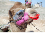 Vibe with the camels