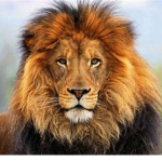 I KING DI Sasha