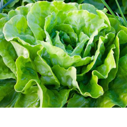 Lettuce.png