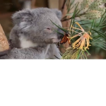 The Koala Besties