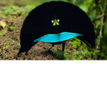 Birdies United Official