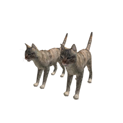 My cats