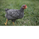 Chicken Lovers United (CLU)
