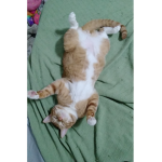 cutey cat