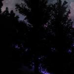 ─── ⋆ ⋅ ❍ ⋅ ⋆ ───