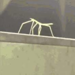 The stickbug gang