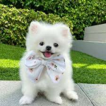 CUTE PUPPY GAMES