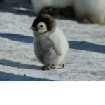 Penguin squad we are the best