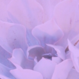 𝐩