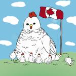 Canadian Chickens Fan Club