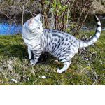 the bangel cat group