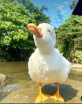 THE GOOSE/ GEESE GROUP