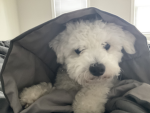 Friends of the Doggo