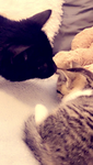 we shall praise my wonderful cat