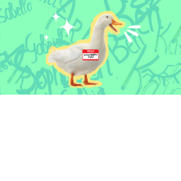 rubber duck hang out
