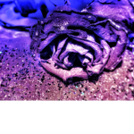 Purple Roses :>